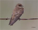  Northern Rough-winged Swallow 