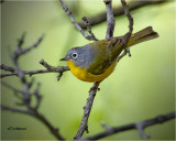 Nashville Warbler