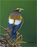 Evening Grosbeak