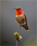  Rufous Hummingbird 