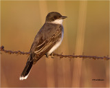 Eastern Kingbird