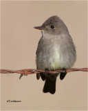 Western Wood Pewee