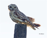  Short-eared Owl (backlit)