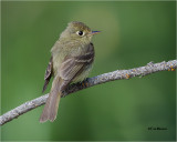  Pacific-slope Flycatcher 