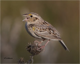  Grasshopper Sparrow 