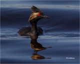 loons_grebes
