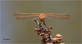  Red-veined Meadowhawk 