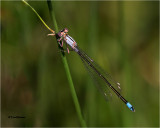  Pacific Forktail 