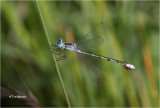  Northern Spreadwing with parasites 