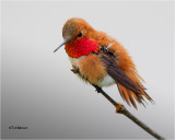  Rufous Hummingbird 