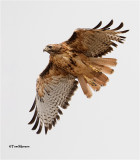 Red-tailed Hawk 