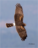  Northern Harrier 