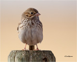 Vesper Sparrow