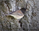 Dark-eyed Junco