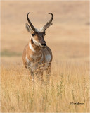  Pronghorn Antelope 