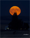 Harvest Moon