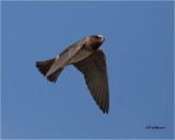 Cliff Swallow