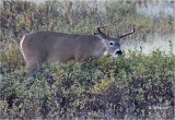  White-tailed Deer 