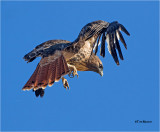  Red-tailed Hawk 