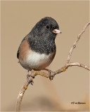  Dark-eyed Junco 