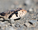  Gopher Snake 