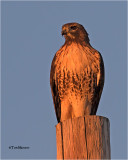  Red-tailed Hawk   Golden light right before sunset