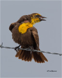 Yellow-headed Blackbird