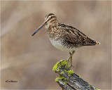 Wilson's Snipe
