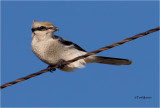 Northern Shrike