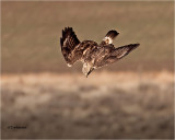  Rough-legged Hawk 