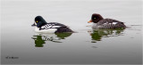  Barrows Goldeneye 