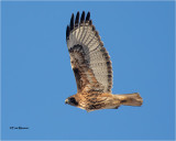  Red-tailed Hawk 