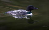 Common Loon