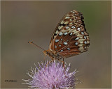  Great Spangled Fritillary 