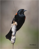 Red-winged Blackbird (male)