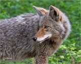Coyote