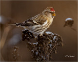 Common Redpoll