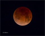 Blood Moon