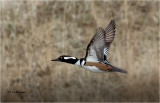  Hooded Merganser 