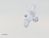  Snowy Owl 