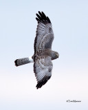  Northern Harrier 