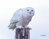  Snowy Owl 