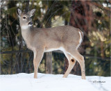 White-tailed Deer