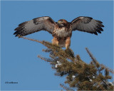  Red-tailed Hawk 