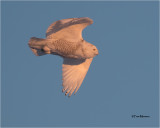  Snowy Owl (last  light of the day)