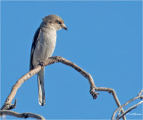Northern Shrike