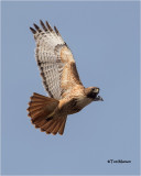 red-tailed_hawk
