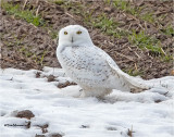 Snowy Owl ( found this guy yesterday in one of the last patches of snow.)
