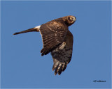  Northern Harrier (female)