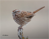 Song Sparrow